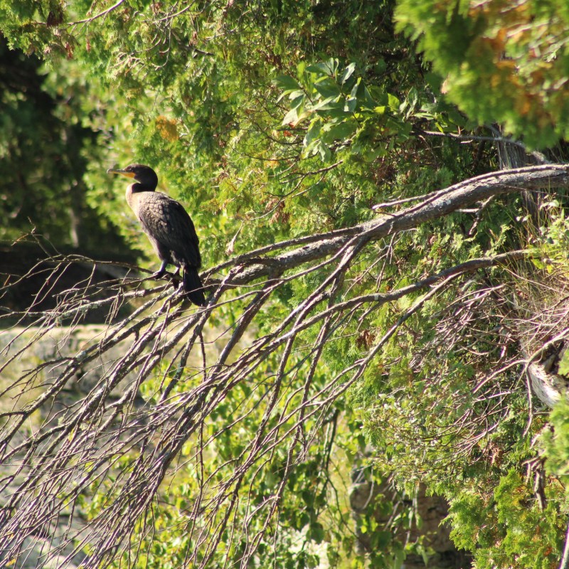Bird perched on a tree in Door County, Wisconsin