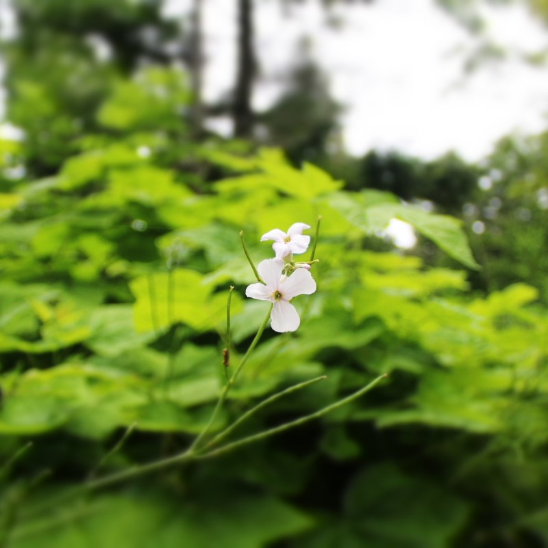 Flora in the woods in Door County, Wisconsin
