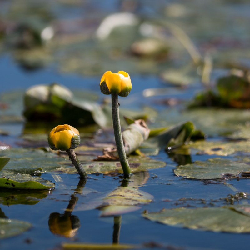 Flora on the water in Door County, Wisconsin