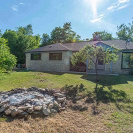 a large reptile in the grass