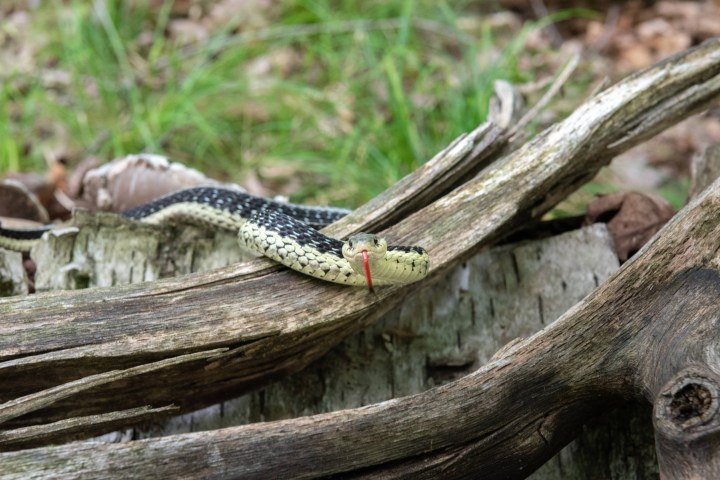 a reptile on a wooden branch