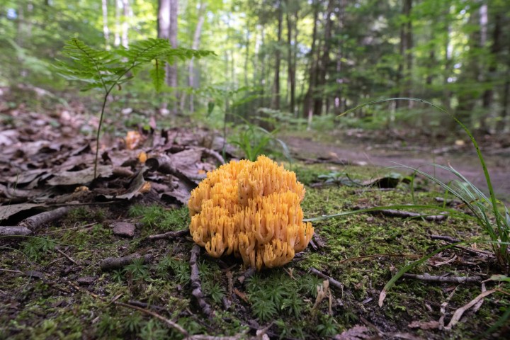 a flower in a forest